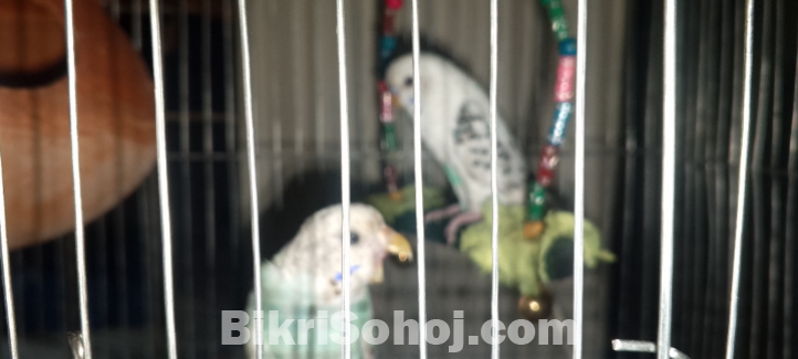 বাজ্রিগার পেয়ার budgerigar bajigar